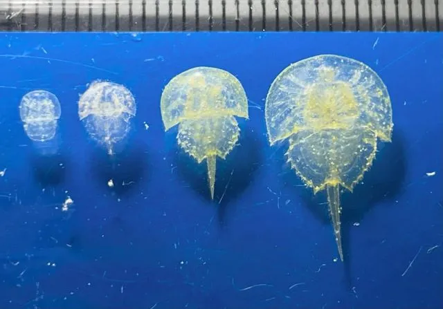 すさみ町立エビとカニの水族館