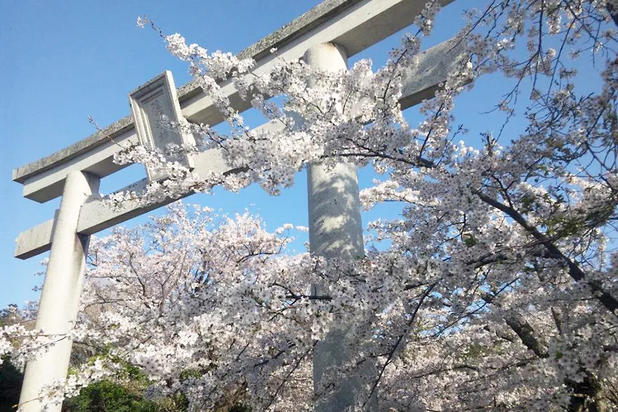春の隠岐神社