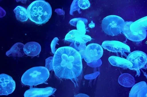 京都水族館