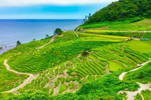 白米千枚田