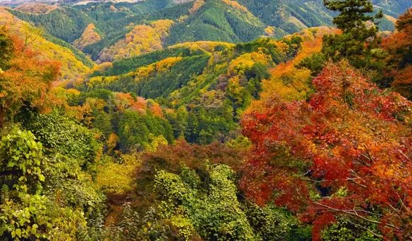 高尾山