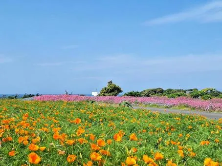 長井海の手公園 ソレイユの丘