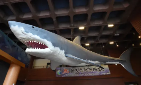 埼玉県立自然の博物館