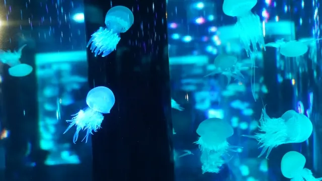 アクセル