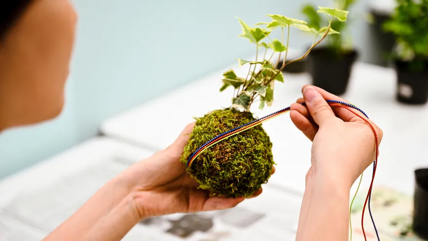 余白_苔玉