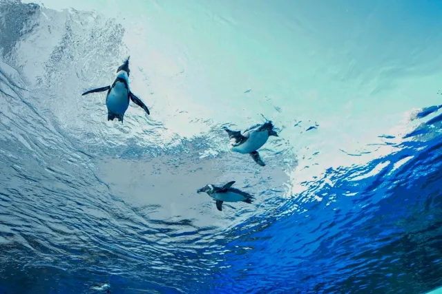 サンシャイン水族館