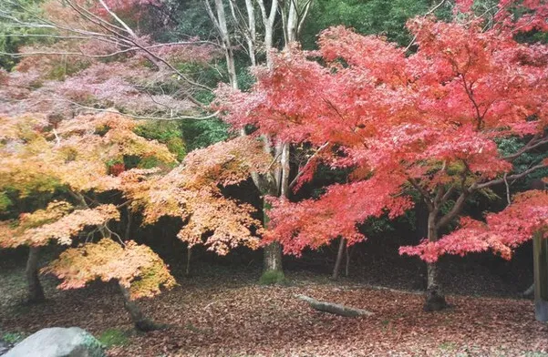 錦織公園
