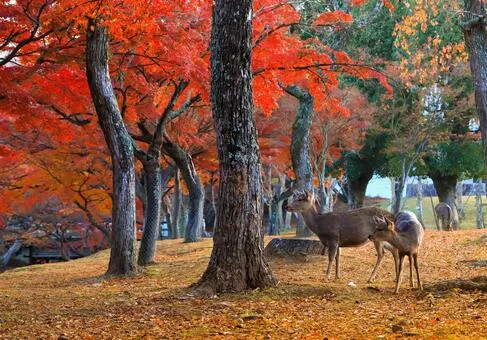 奈良公園