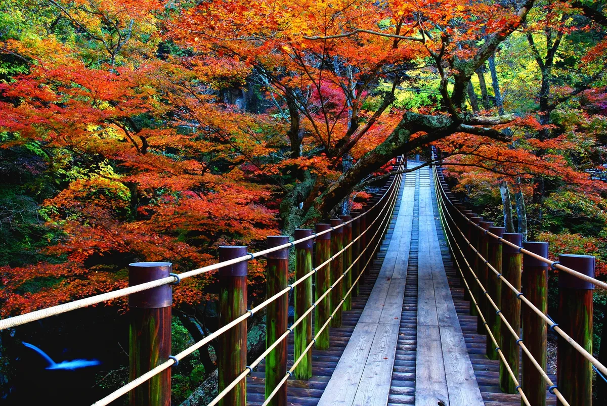 [2025 Latest] 20 Famous Autumn Foliage Spots in Kanto! Introducing the Best Viewing Times and Recommended Hidden Gems! Also Great for Dates!