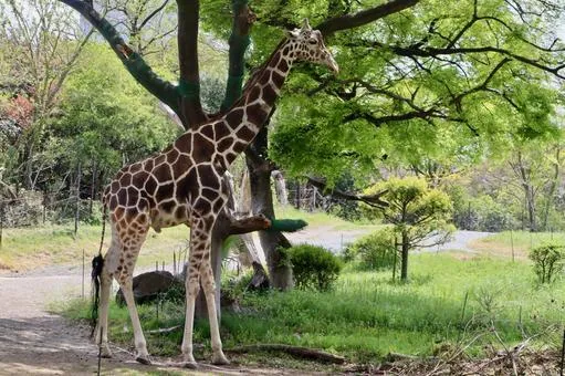 天王寺動物園