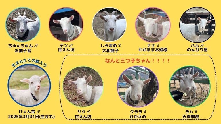 動物好き必見】個性派ヤギとふれあい体験🐐人懐っこさ120％！笑顔