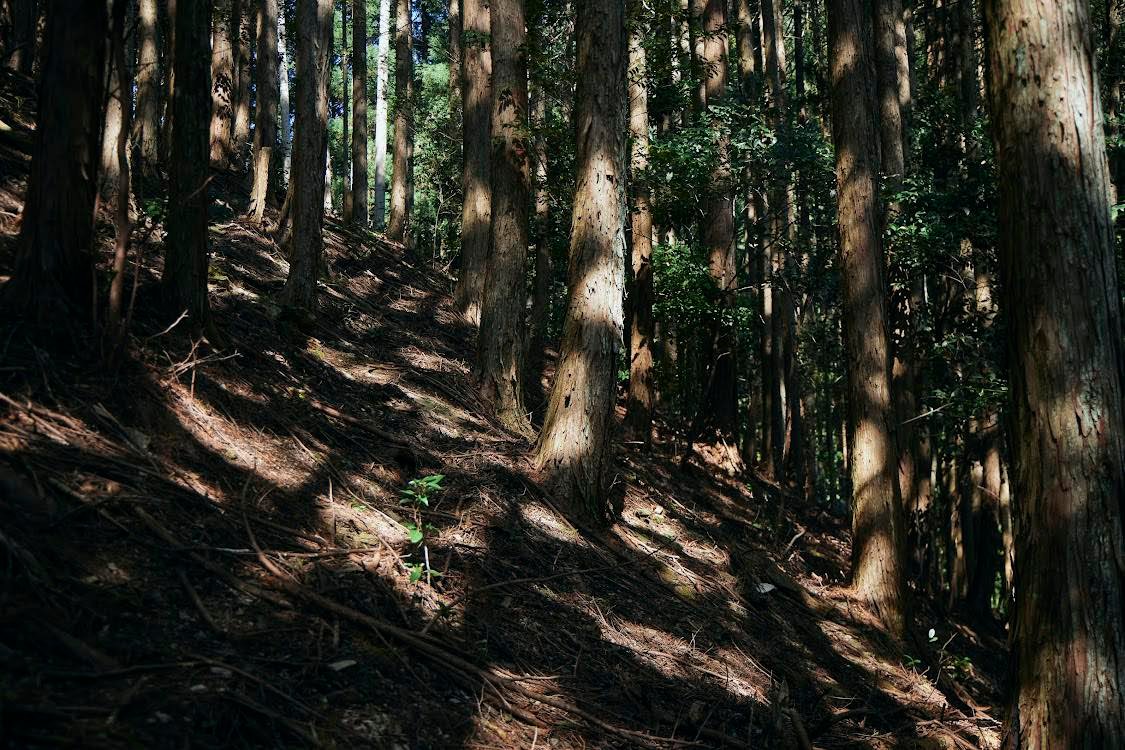 奥吉野村で鮎釣り体験！釣った鮎をその場で塩焼き / 大自然に囲まれて旬の鮎釣り体験！