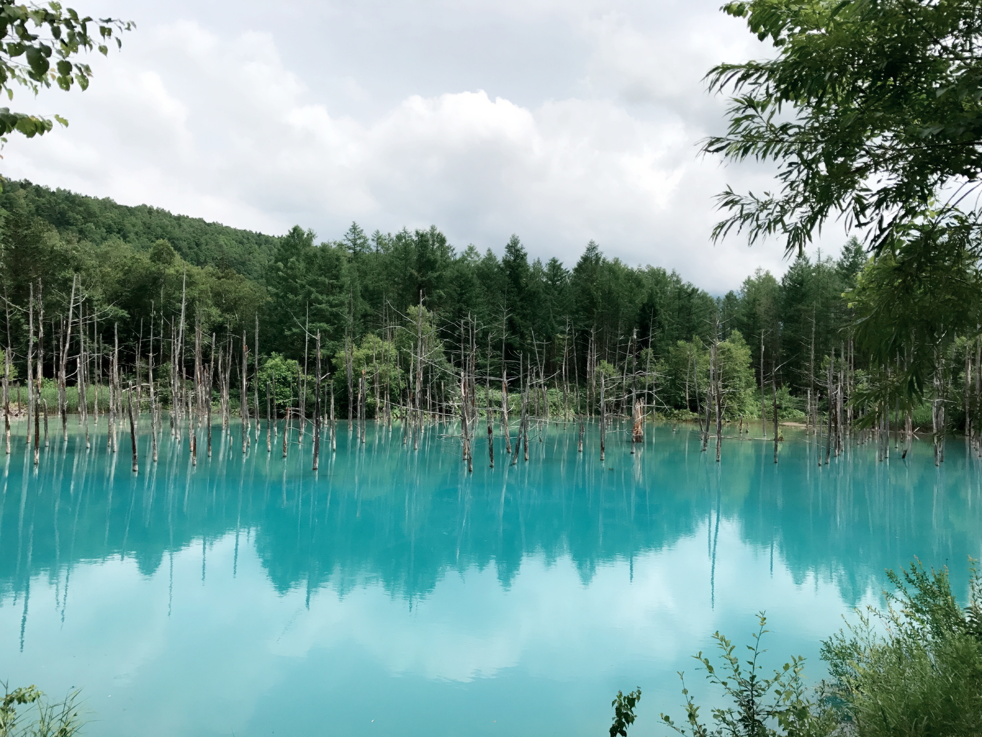 Furano and Biei: a tour of Hokkaido local food packed with flavor / Unwinding at the Blue Pond, one of Hokkaido's most photogenic spots