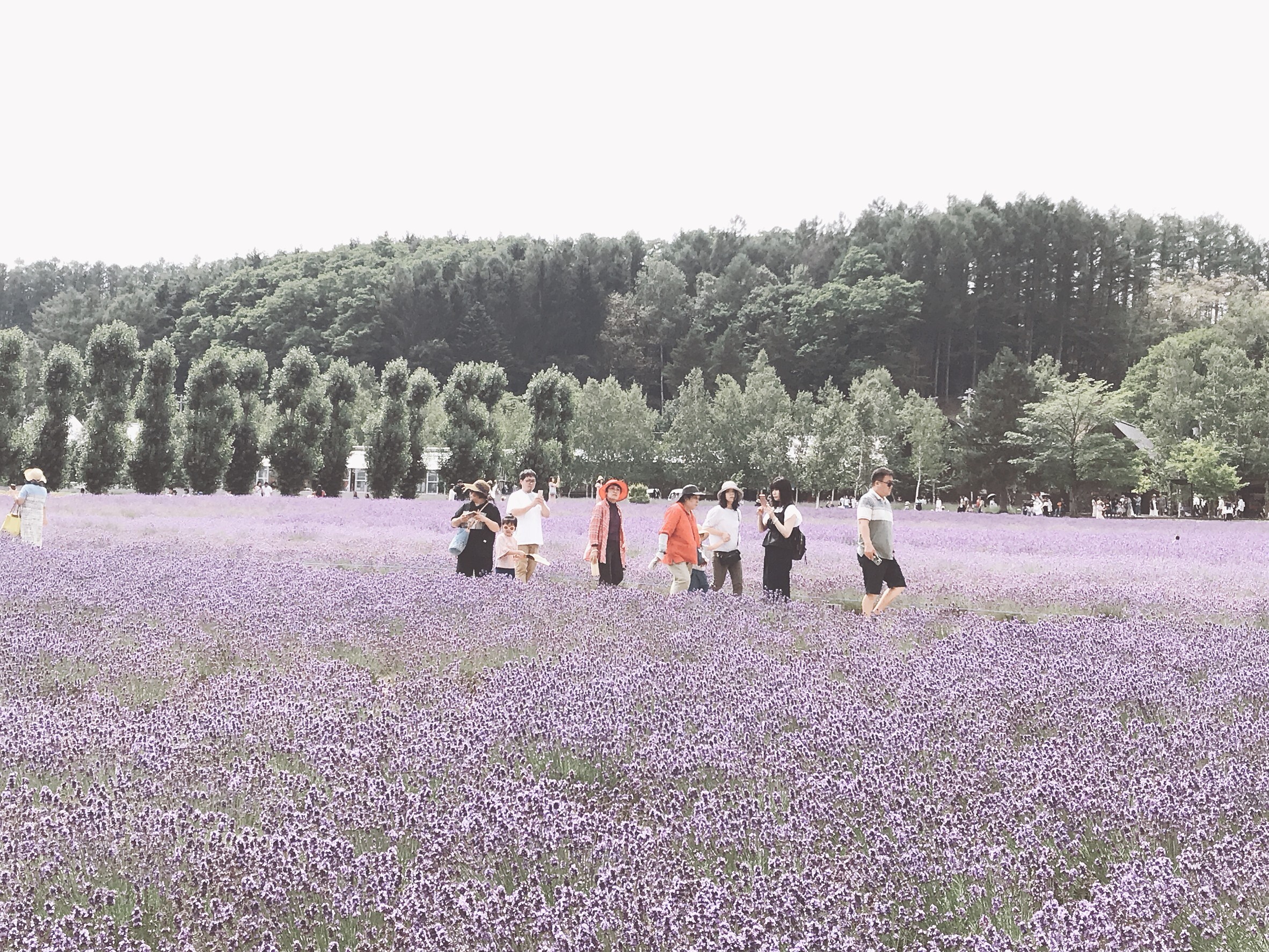 Furano and Biei: a tour of Hokkaido local food packed with flavor / Colorful flower fields that change with the seasons