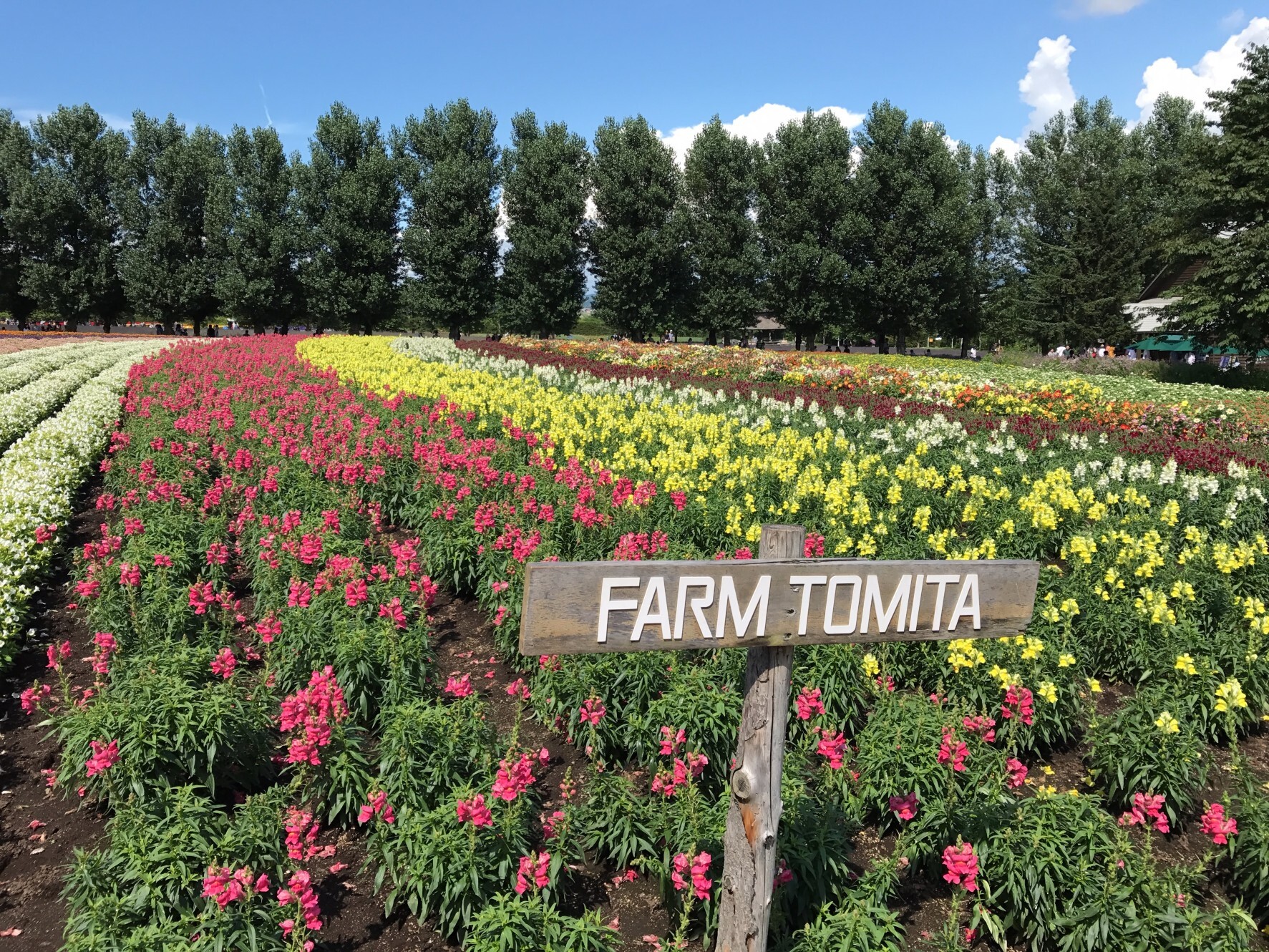 Furano and Biei: a tour of Hokkaido local food packed with flavor / Colorful flower fields that change with the seasons