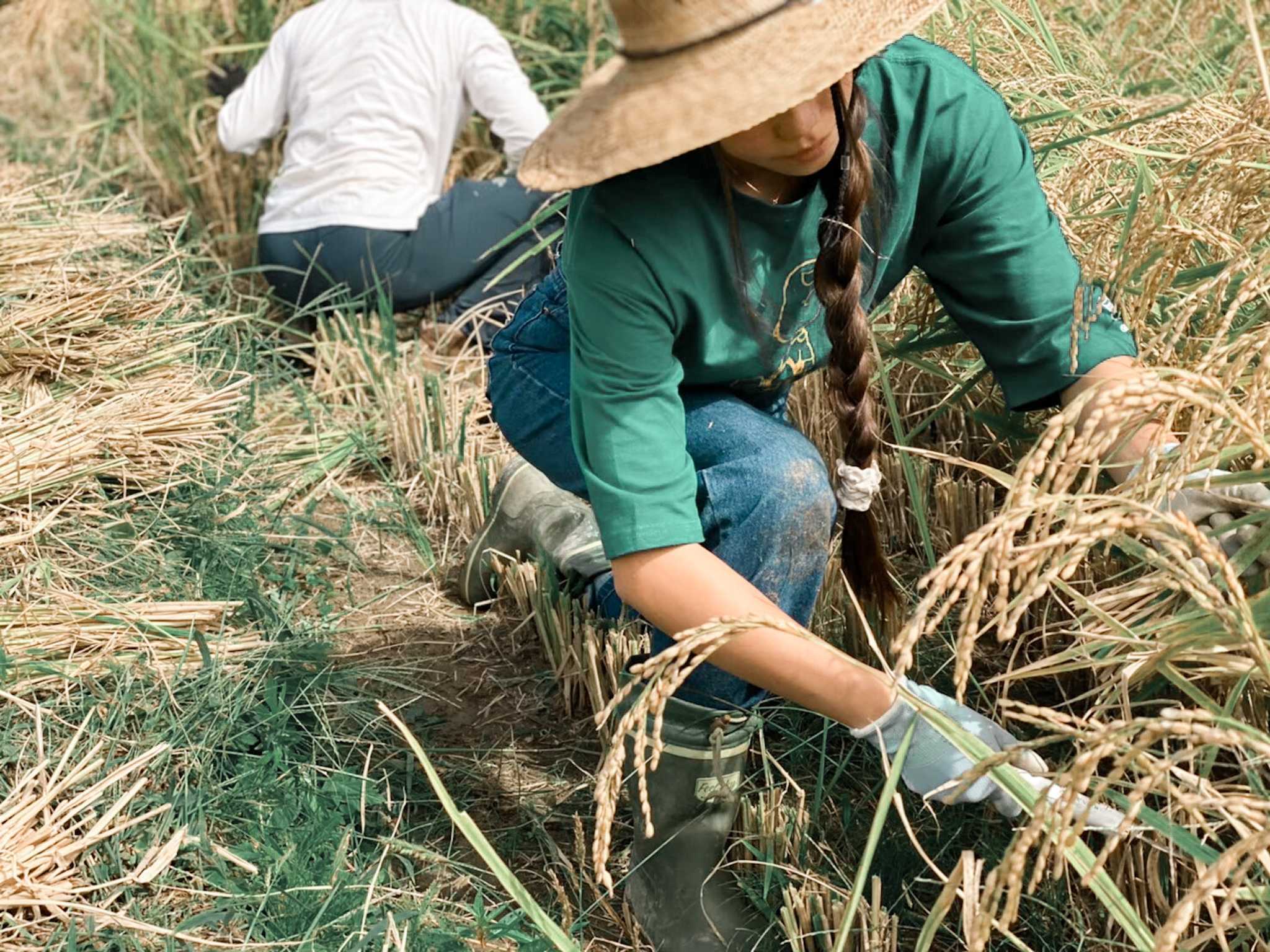 Harvesting rice in the terraced fields with villagers