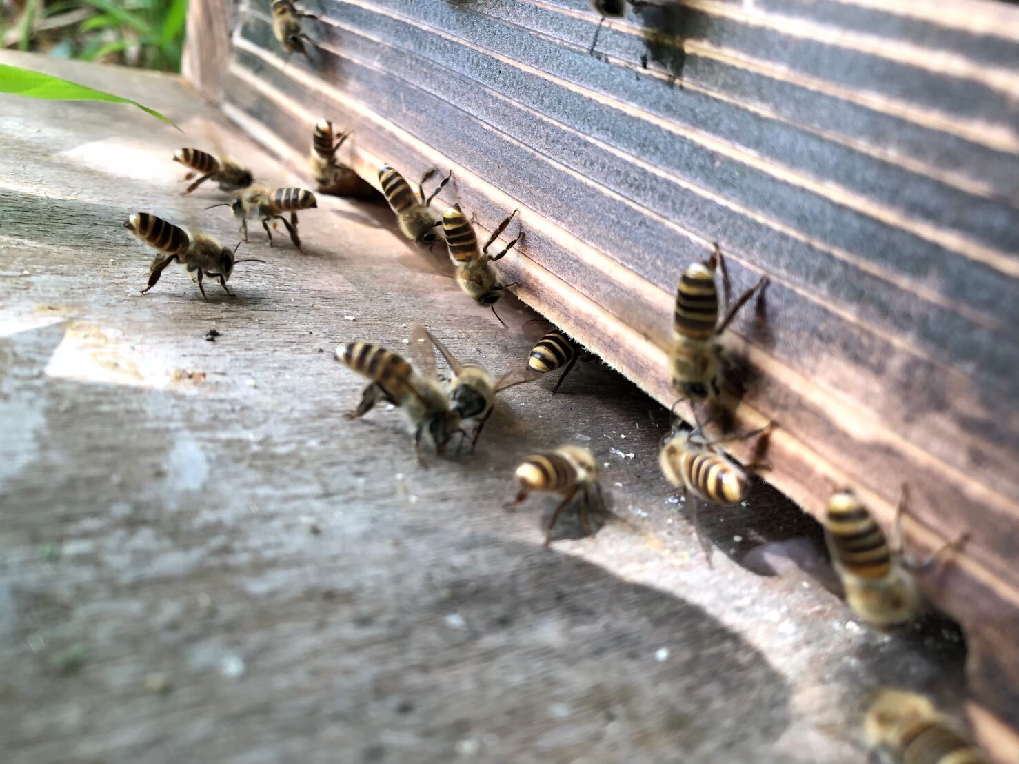 Ueyama village, Okayama: experience self-sufficient life to the full (2 nights, 3 days) / Beekeeping that lets you enjoy nature to the fullest
