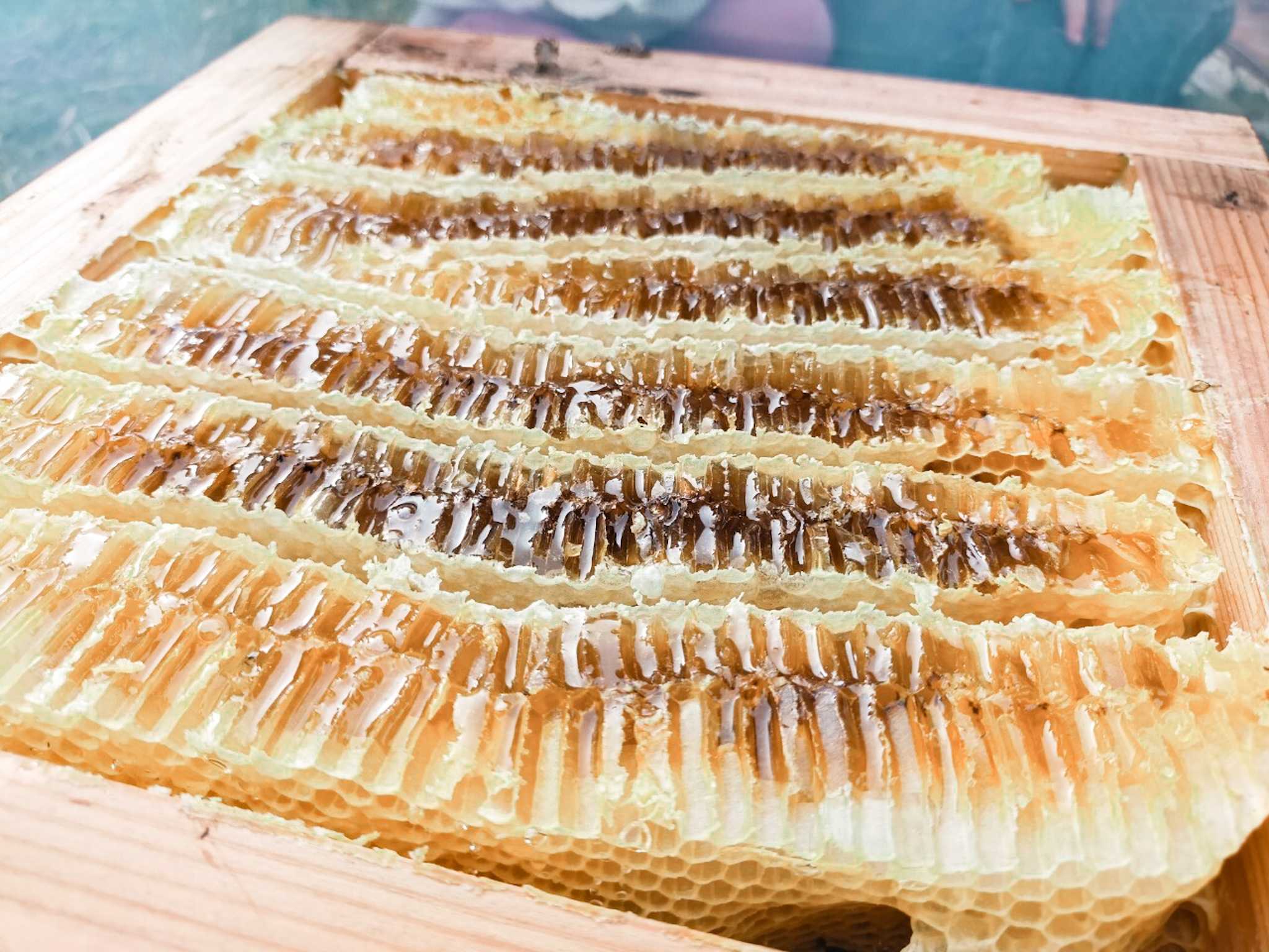 Beekeeping and honey harvesting with Japanese honeybees