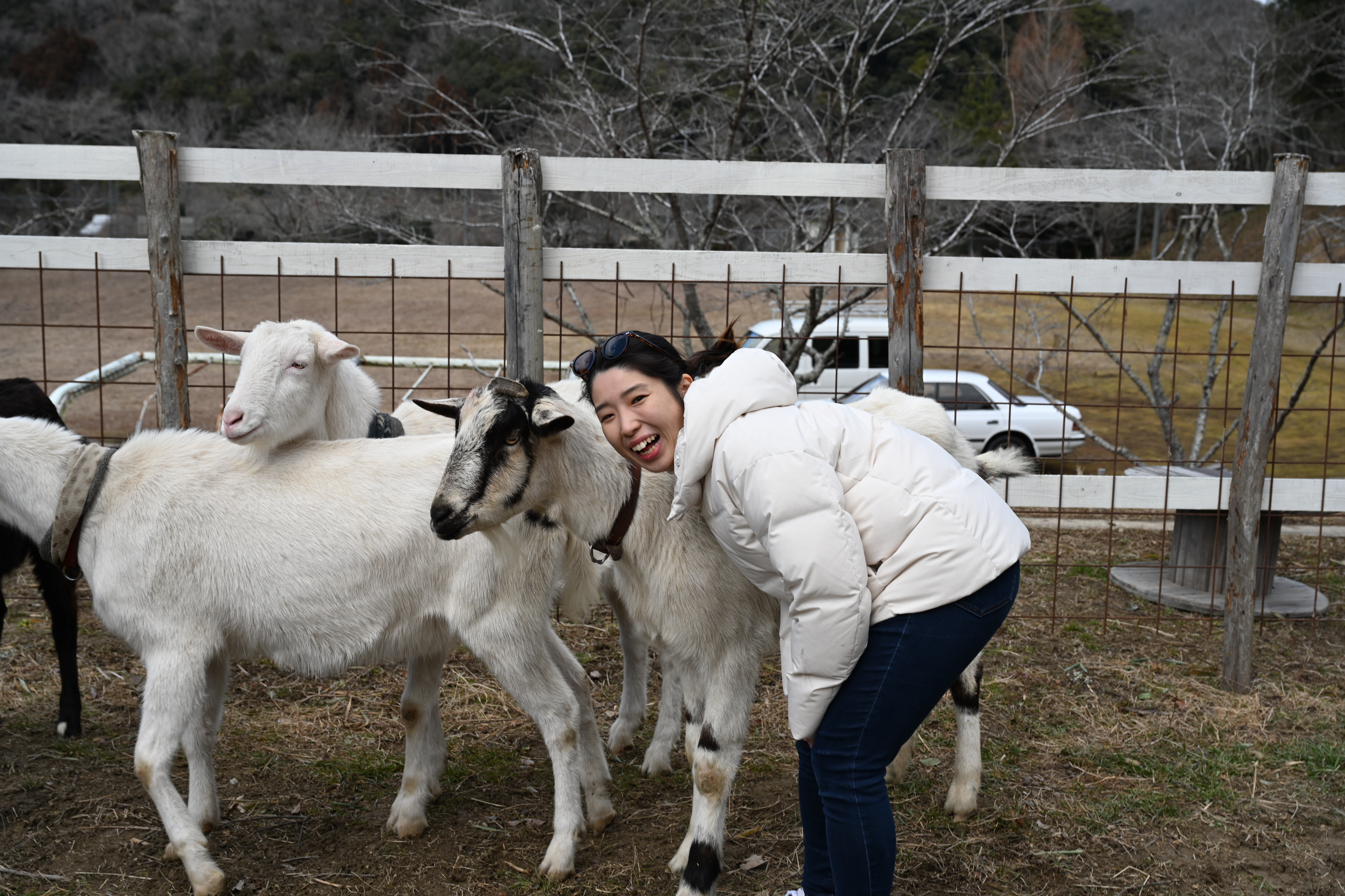 【動物好き必見】個性派ヤギとふれあい体験🐐人懐っこさ120％！笑顔あふれる癒しの時間 / 甘えん坊もツンデレも大集合のふれあい体験