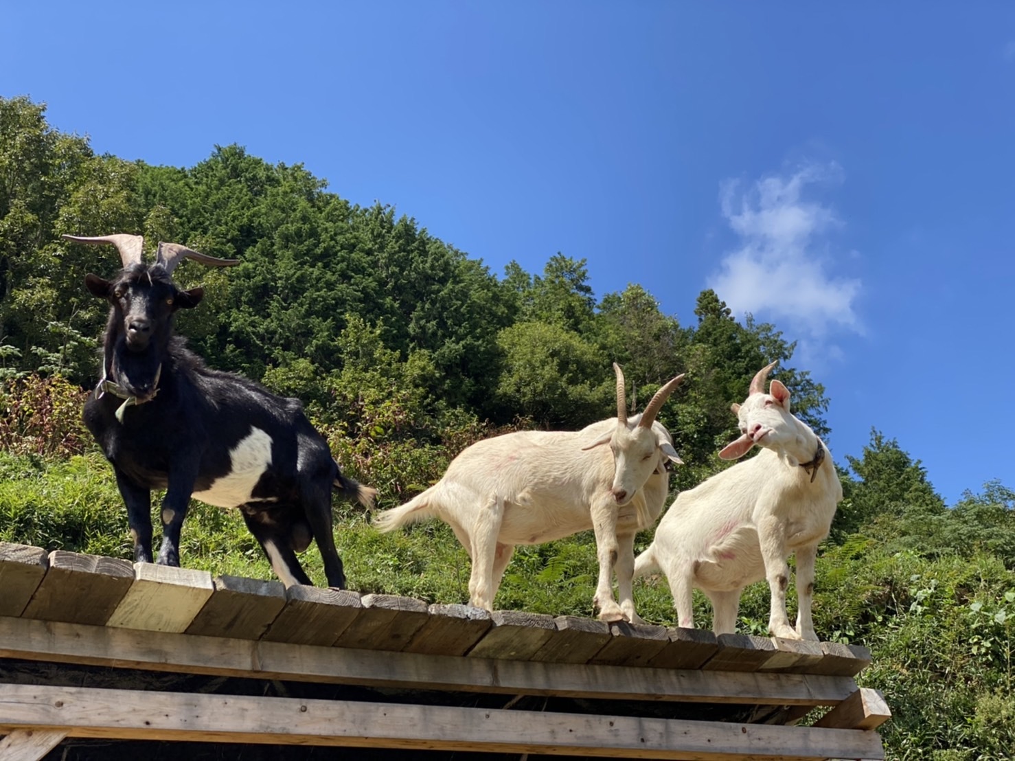 Connecting with and blending into nature: discovering how things connect in a hidden corner of Okayama / Discovering how things connect in a hidden corner of Okayama