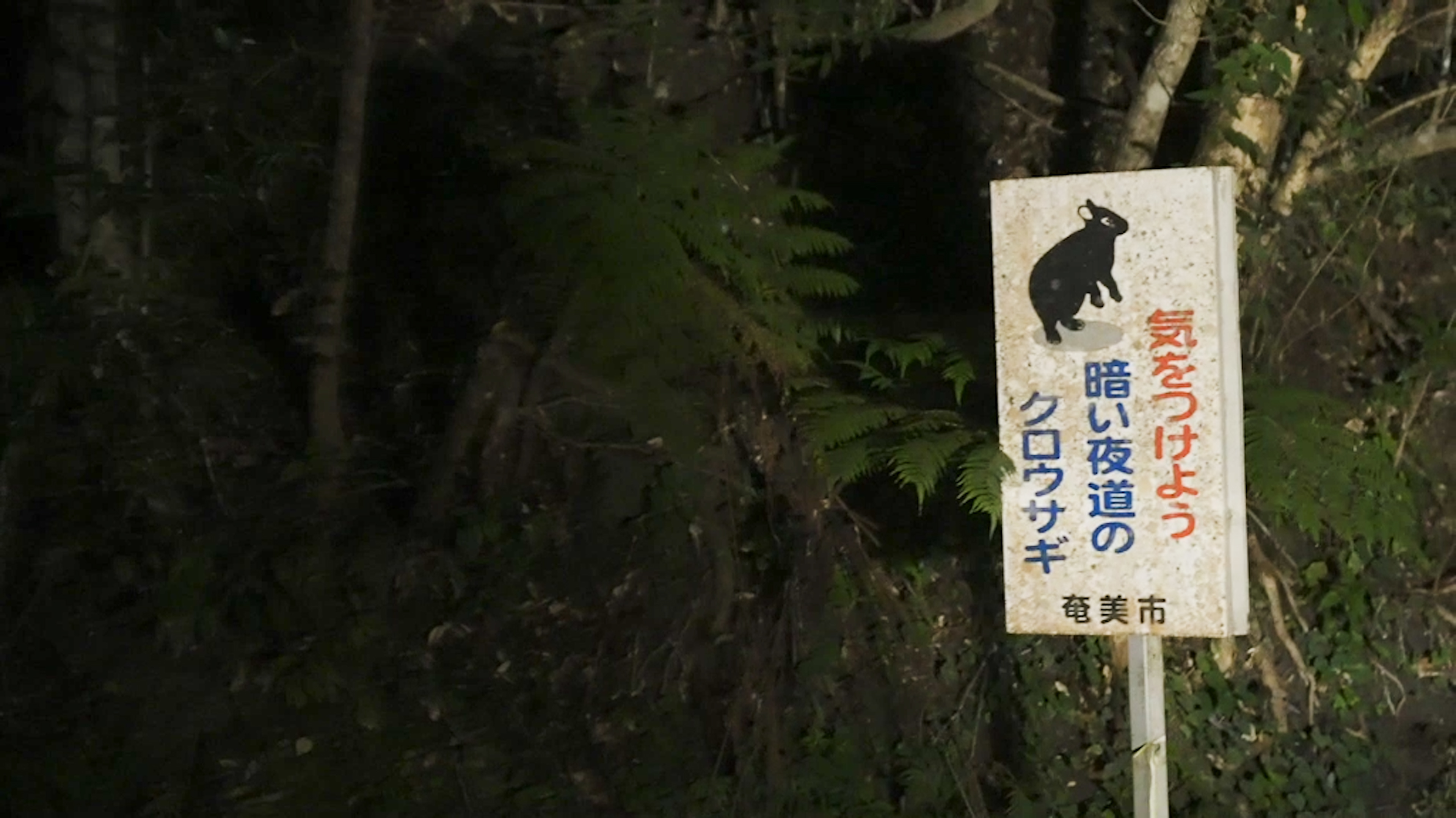 夜の森で奄美の生き物を探すナイトツアー