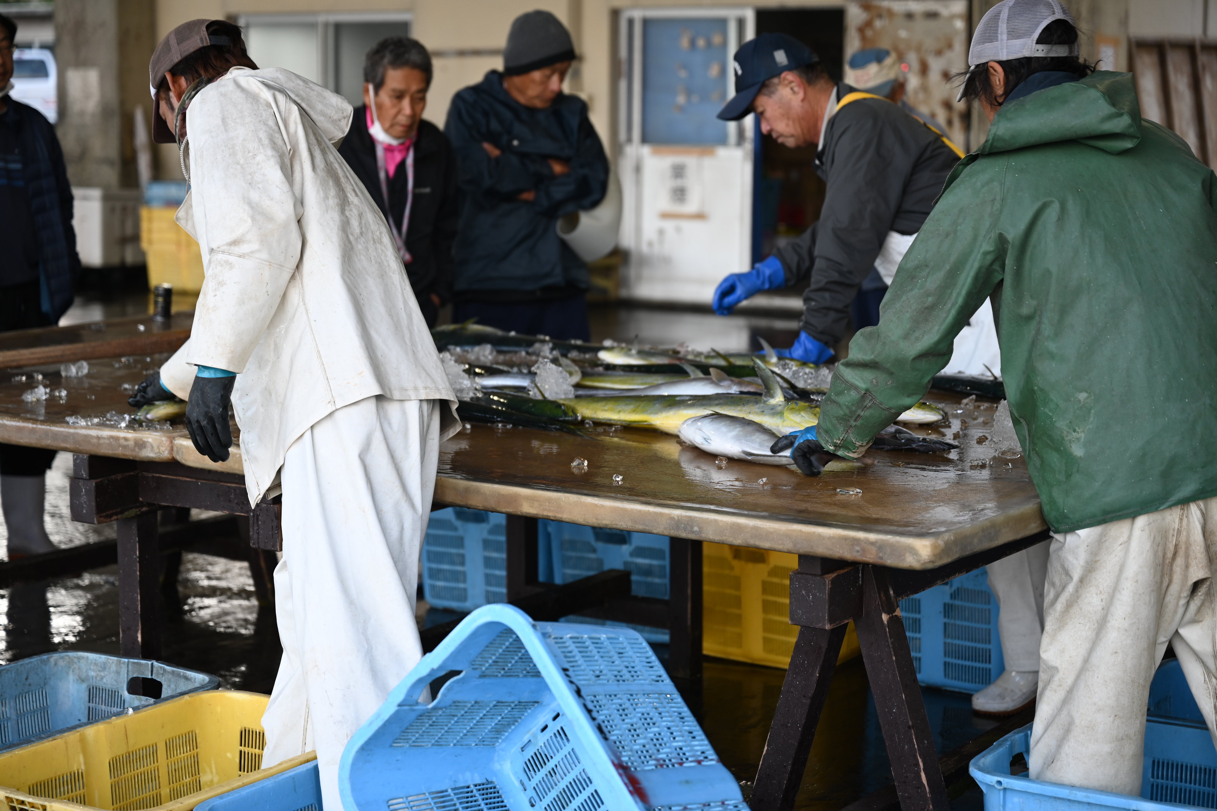 Watching a lively bonito auction