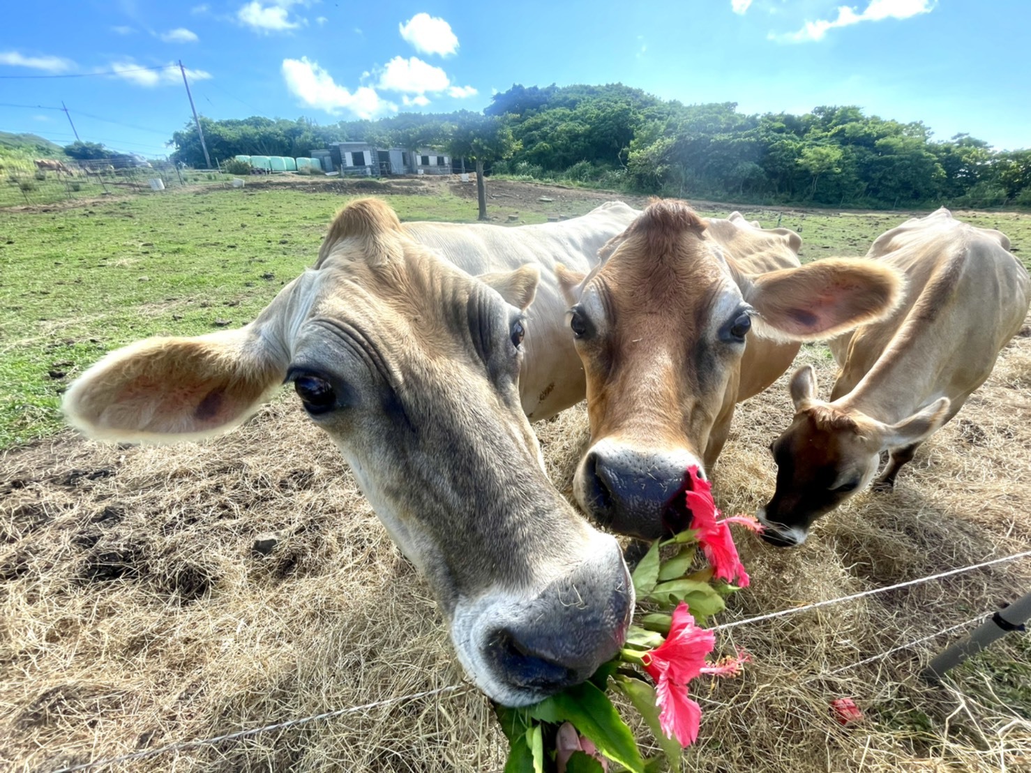 Meeting cows at a ranch