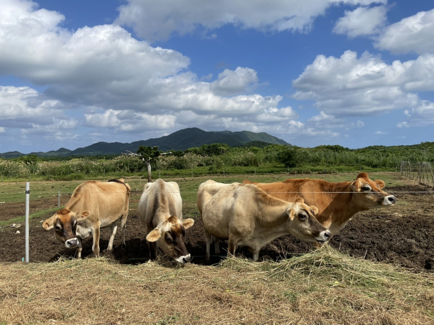 Ishigaki: a soothing time with the island's animals / Meeting cows at a ranch