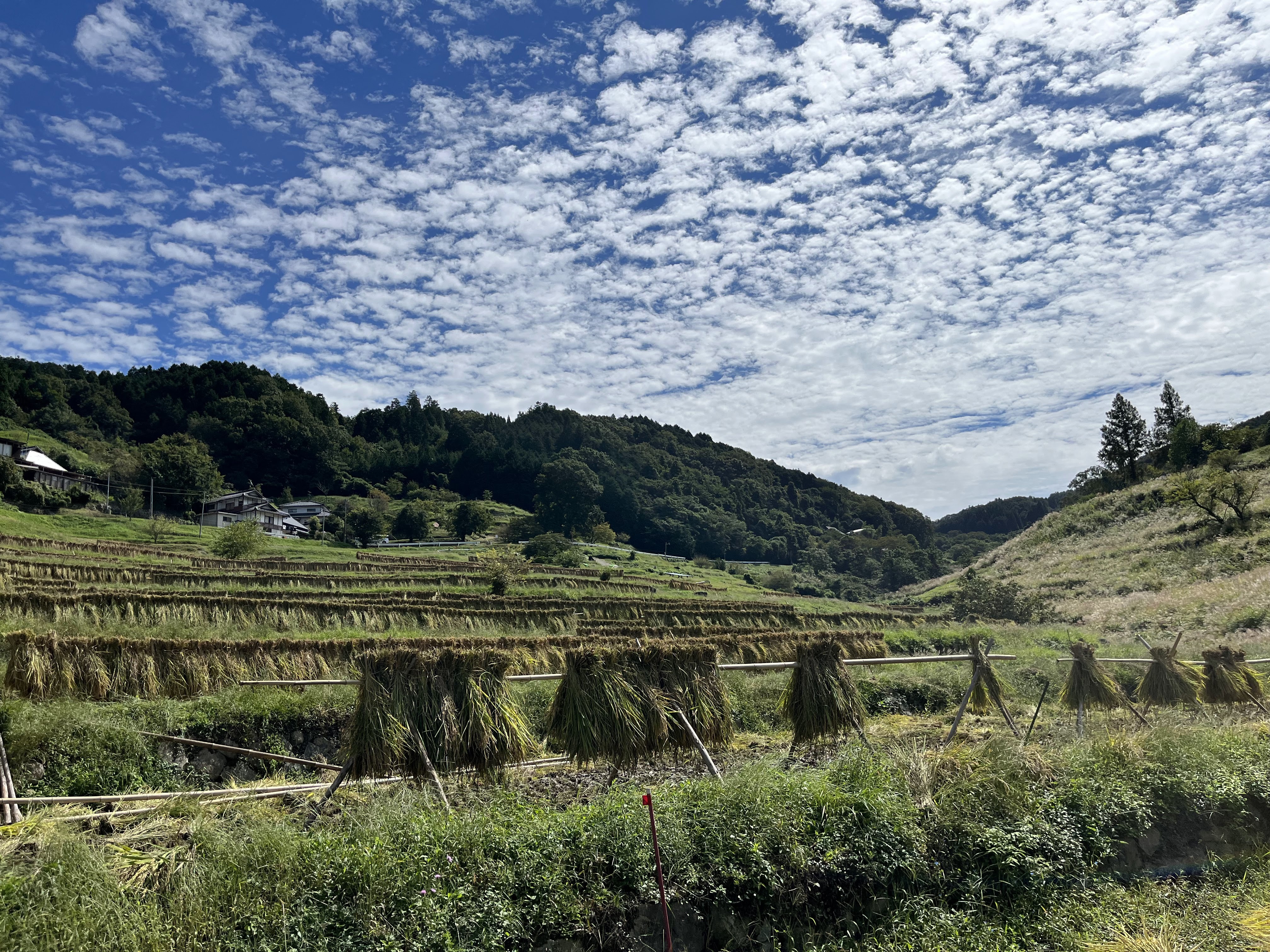 Ueyama village, Okayama: experience self-sufficient life to the full (2 nights, 3 days) / Japan's staple food: harvesting rice in the terraced fields