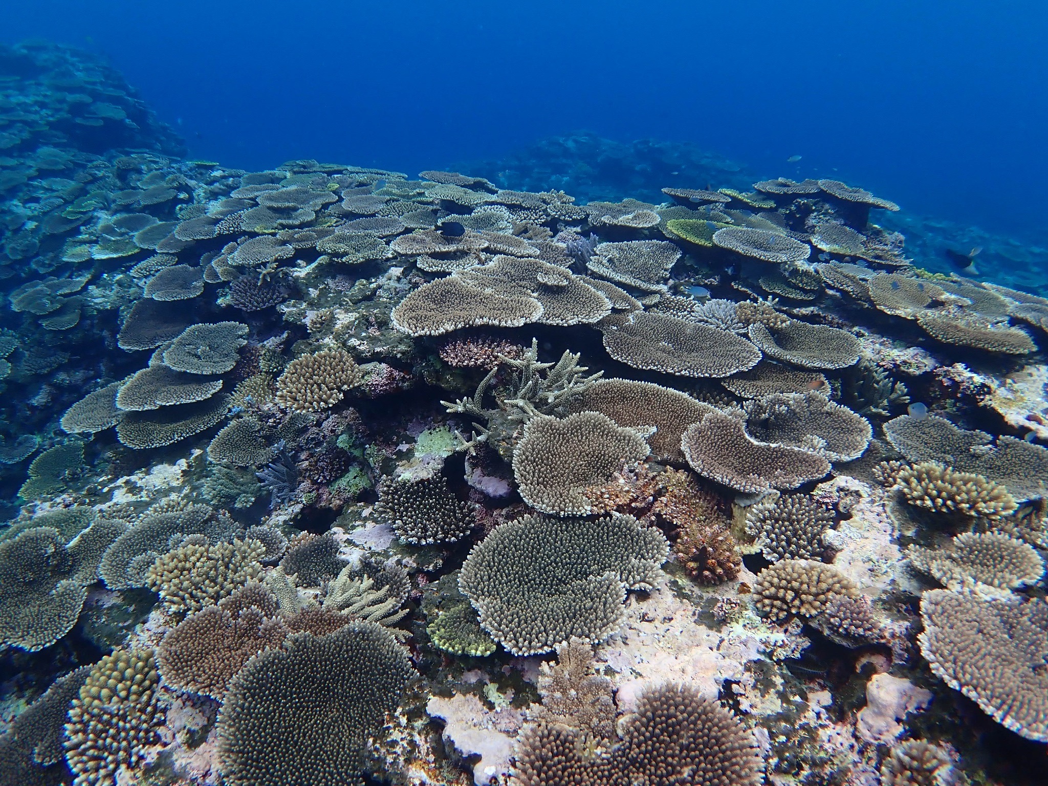 【宮古島】
宮古ブルーでウミガメとシュノーケリング
＜写真・動画付き＞ / 海でシュノーケリング！
カメや魚と一緒に泳ごう