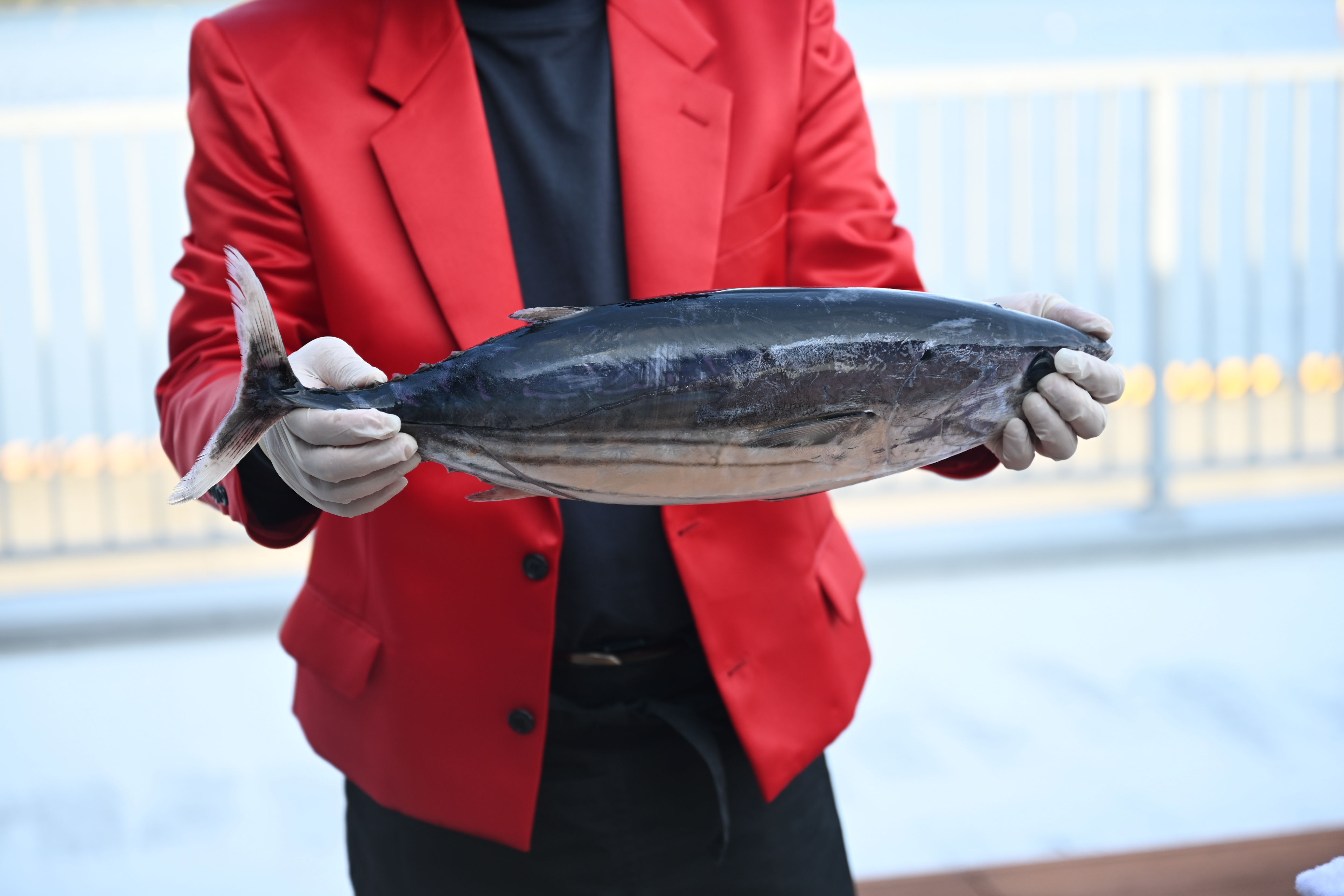 A whole-bonito filleting show