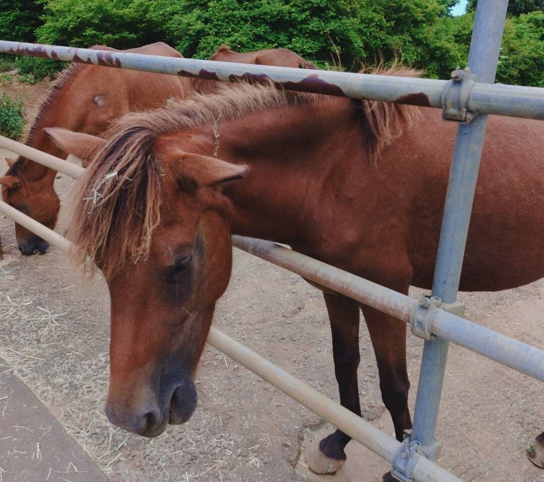 沖縄の天然記念物・宮古馬とふれあう