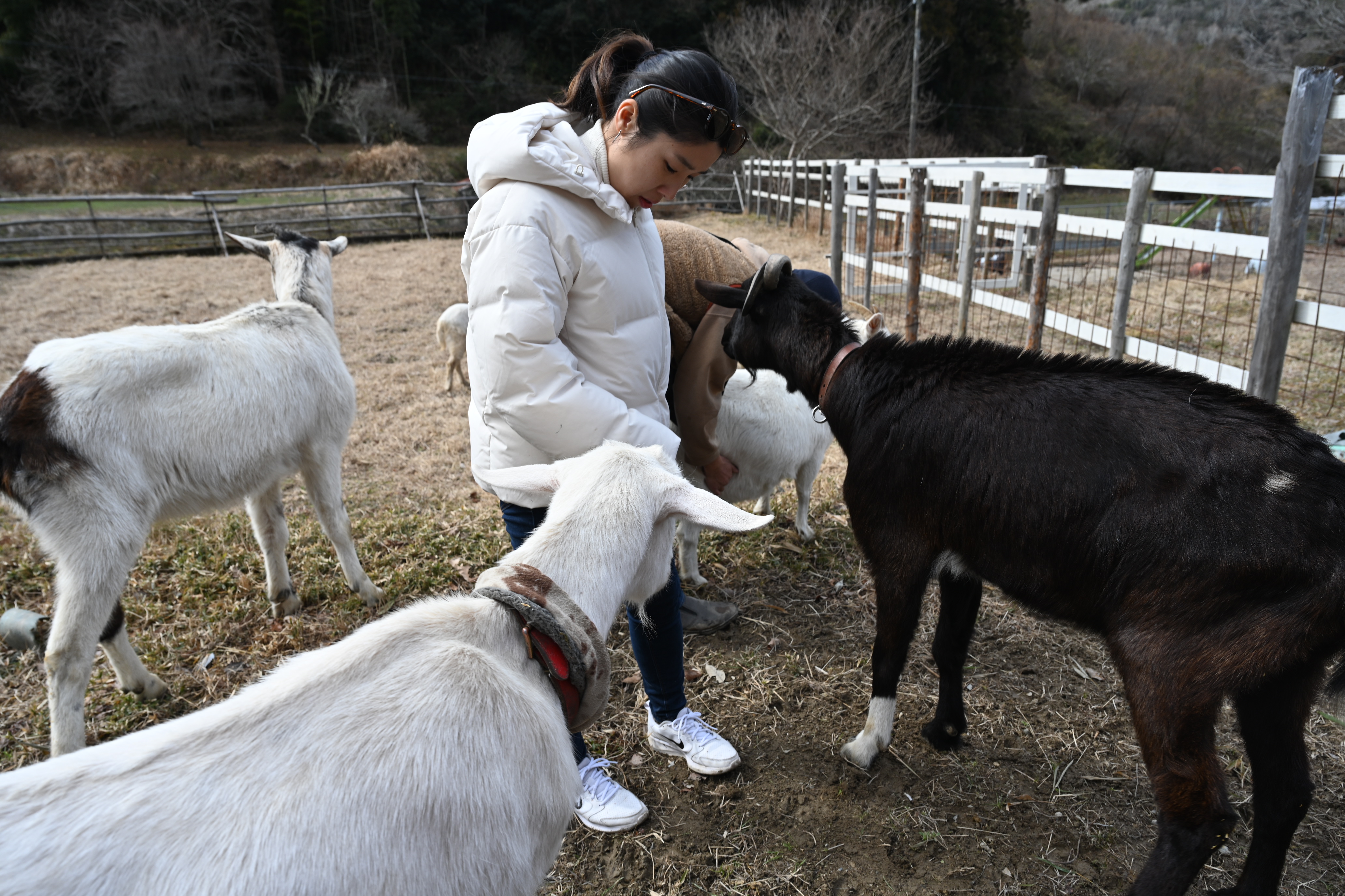 【動物好き必見】個性派ヤギとふれあい体験🐐人懐っこさ120％！笑顔あふれる癒しの時間 / 甘えん坊もツンデレも大集合のふれあい体験