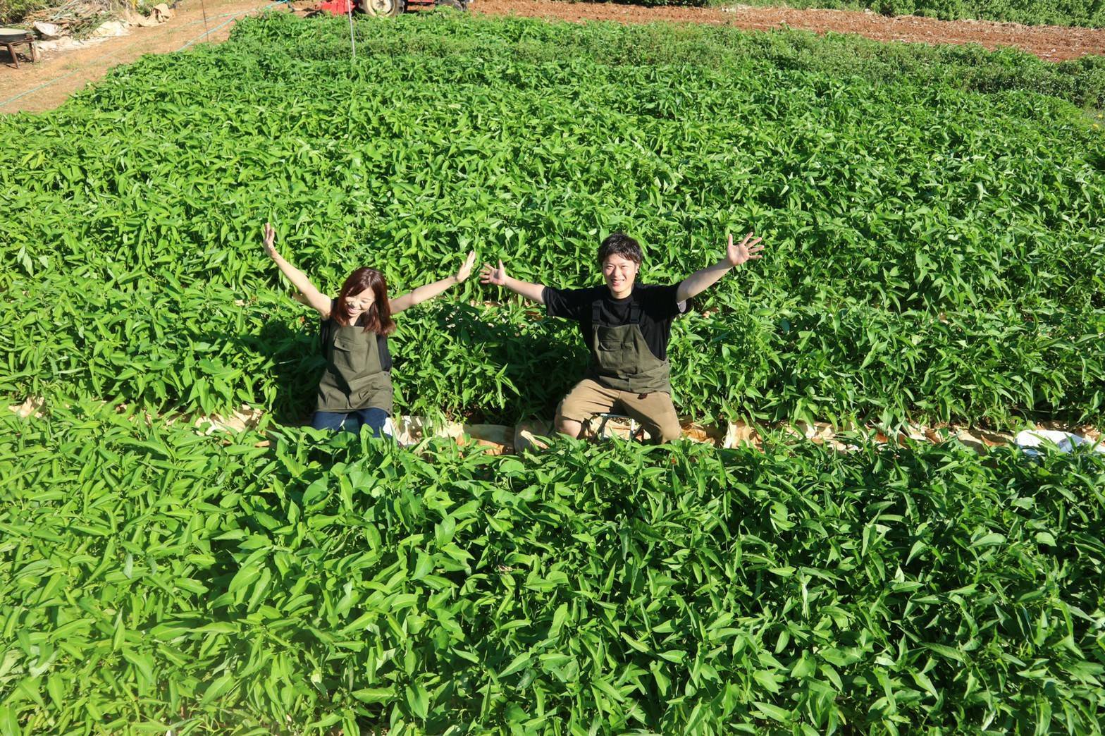 【奄美】旬の無農薬野菜を収穫＆採れたて野菜の朝ごはん
＜道具レンタル・朝ごはん込み＞ / 旬の野菜の収穫・植え付けをしよう