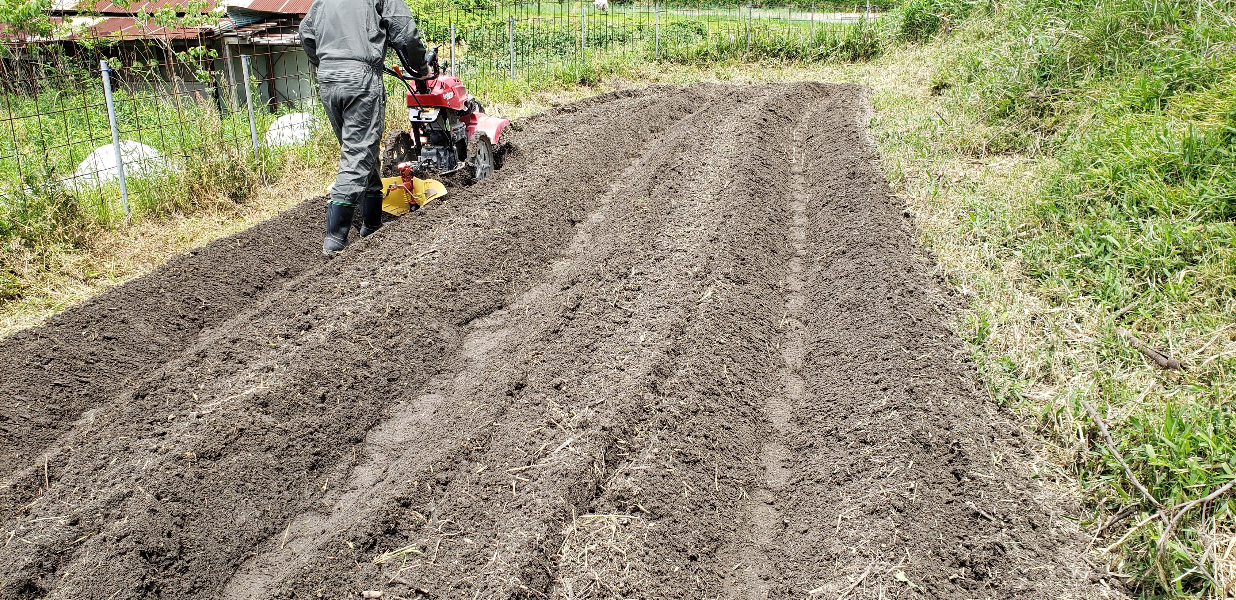 Harvesting seasonal vegetables in a revived field