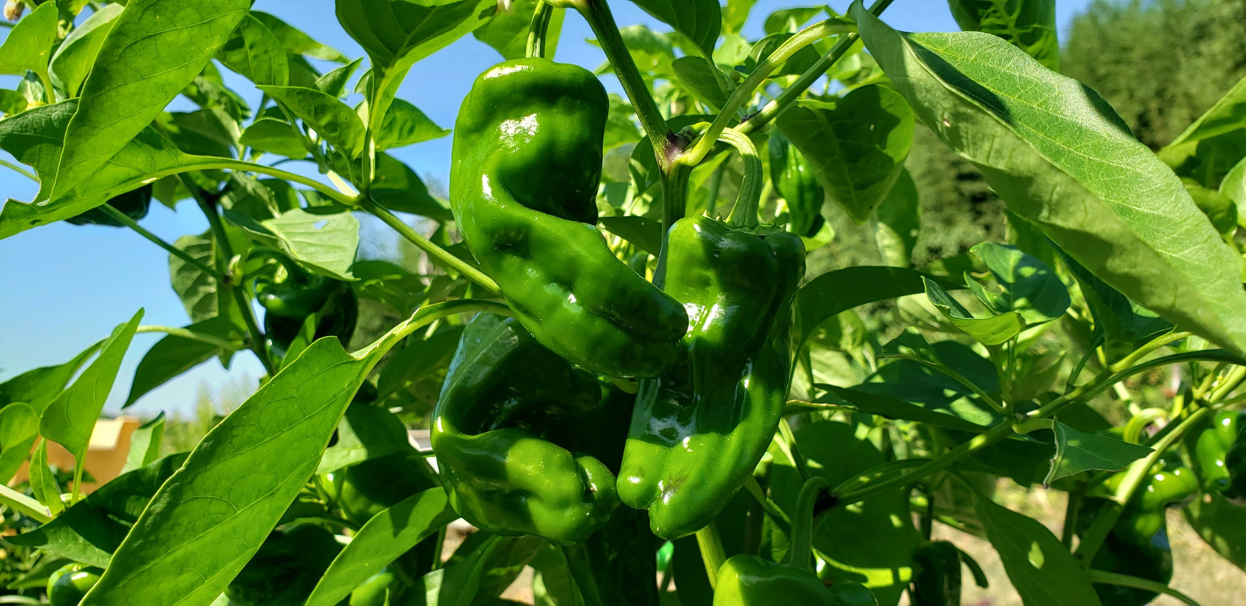 A day of country life in Osaka: harvesting vegetables and a BBQ on the spot / Harvesting seasonal vegetables