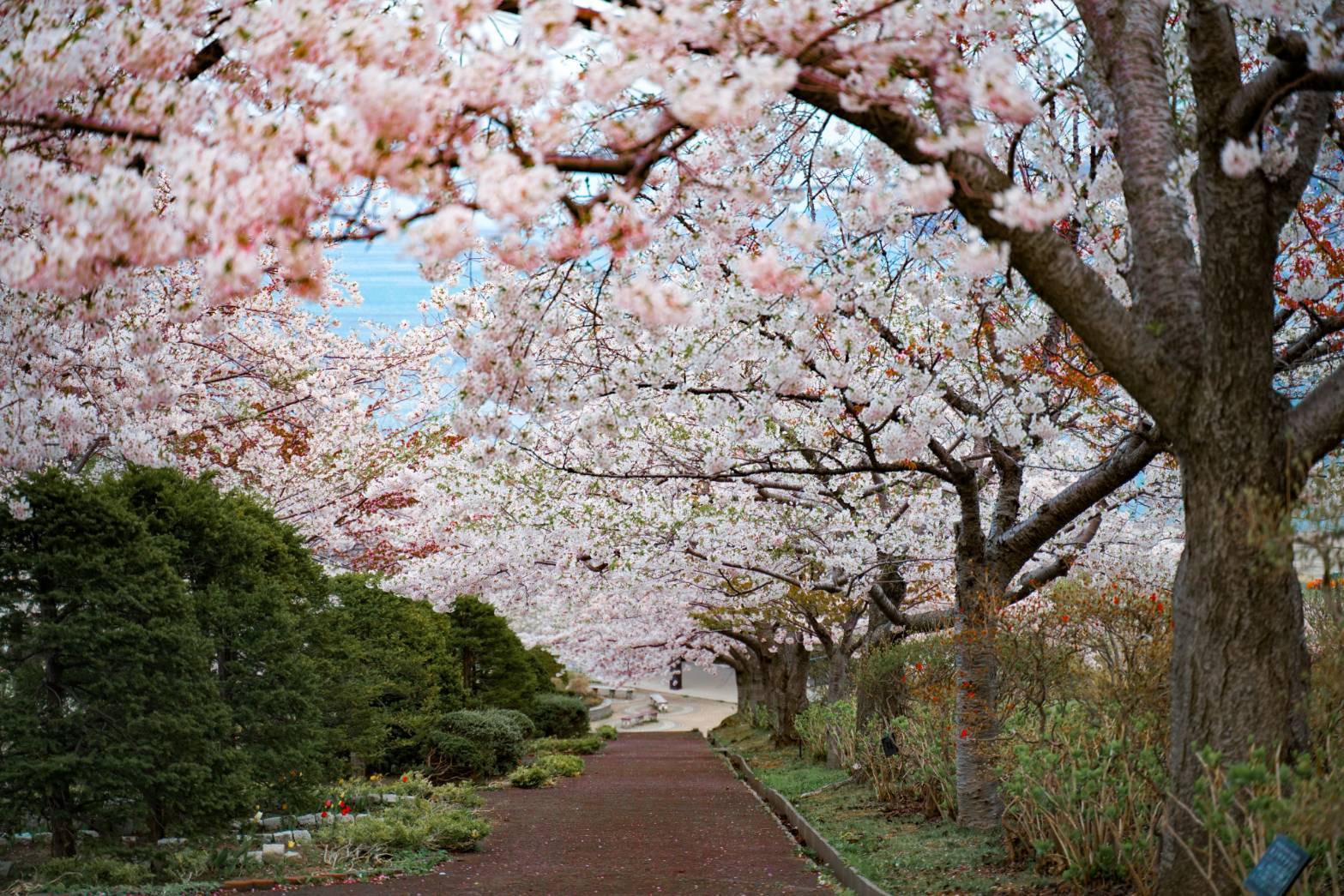 【小樽】色鮮やかなお花から光り輝く
夜景まで小樽の絶景スポット満喫旅
＜建物入場料込み＞ / 北海道の広大な自然に咲く
季節ごとのお花を見に行こう