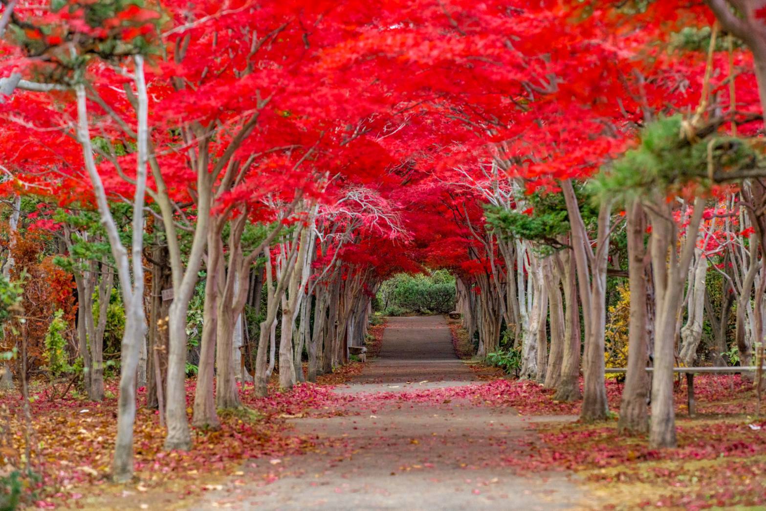 季節の花を見に行く