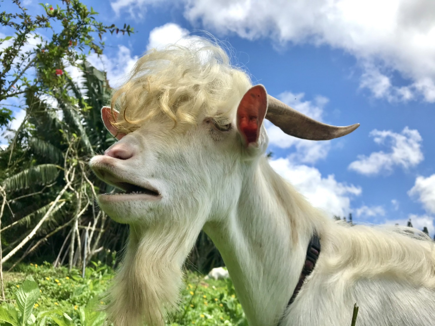 Ishigaki: a soothing time with the island's animals / A café where you can meet goats and aigamo ducks