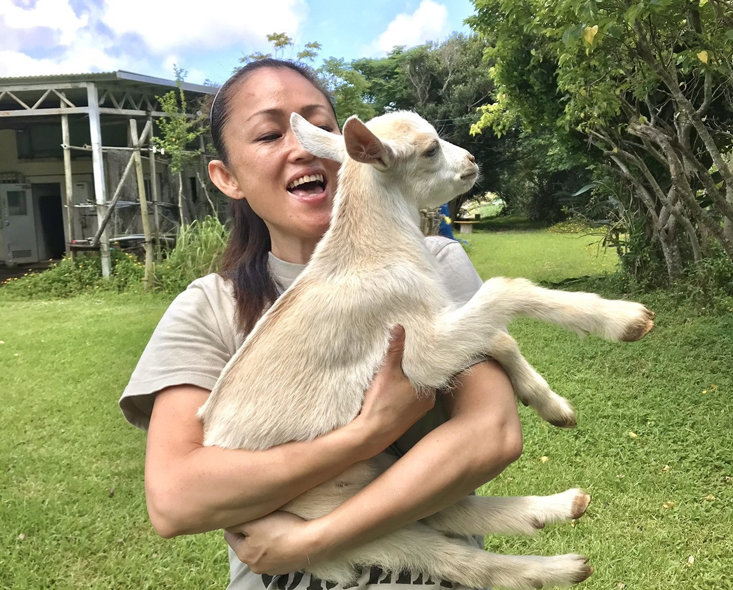 Ishigaki: a soothing time with the island's animals / A café where you can meet goats and aigamo ducks