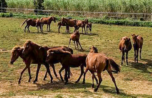 【宮古島】世界に30頭しかいない宮古馬に会いに行こう / 宮古馬と触れ合おう🐴
