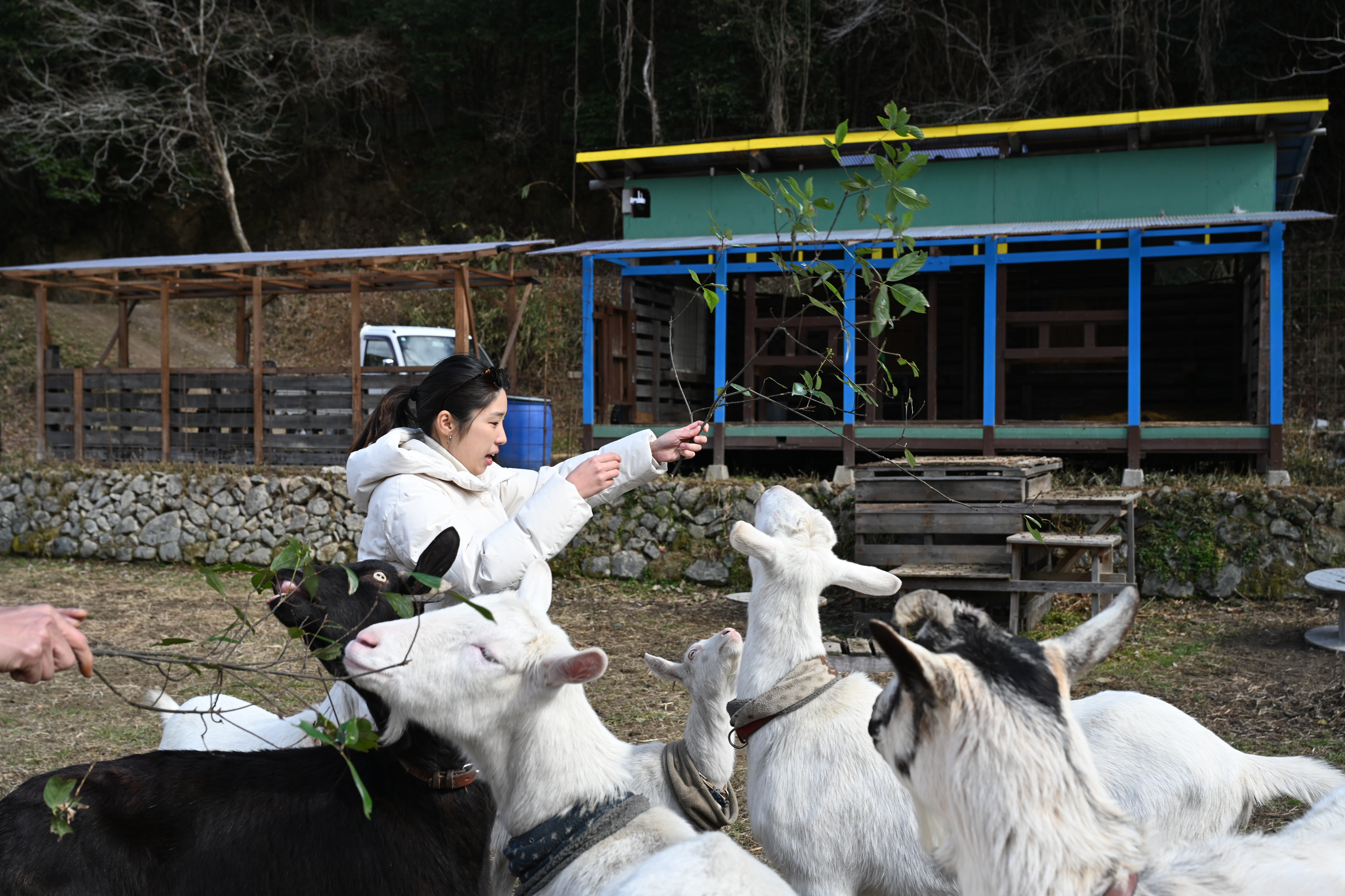 【動物好き必見】個性派ヤギとふれあい体験🐐人懐っこさ120％！笑顔あふれる癒しの時間 / ちょうだいアピール炸裂！個性派ヤギたちにエサやりチャレンジ