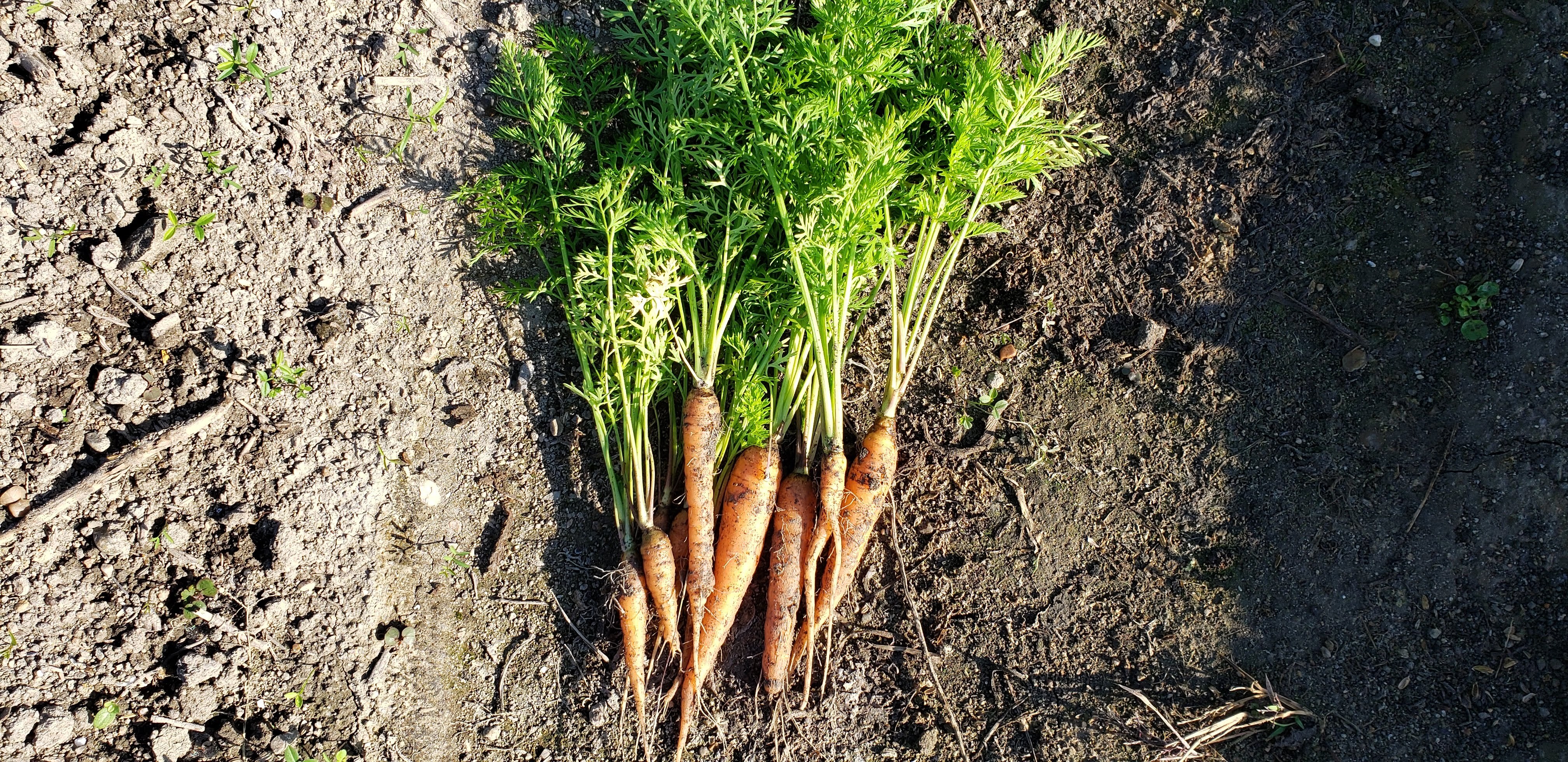 A day of country life in Osaka: harvesting vegetables and a BBQ on the spot / Harvesting seasonal vegetables