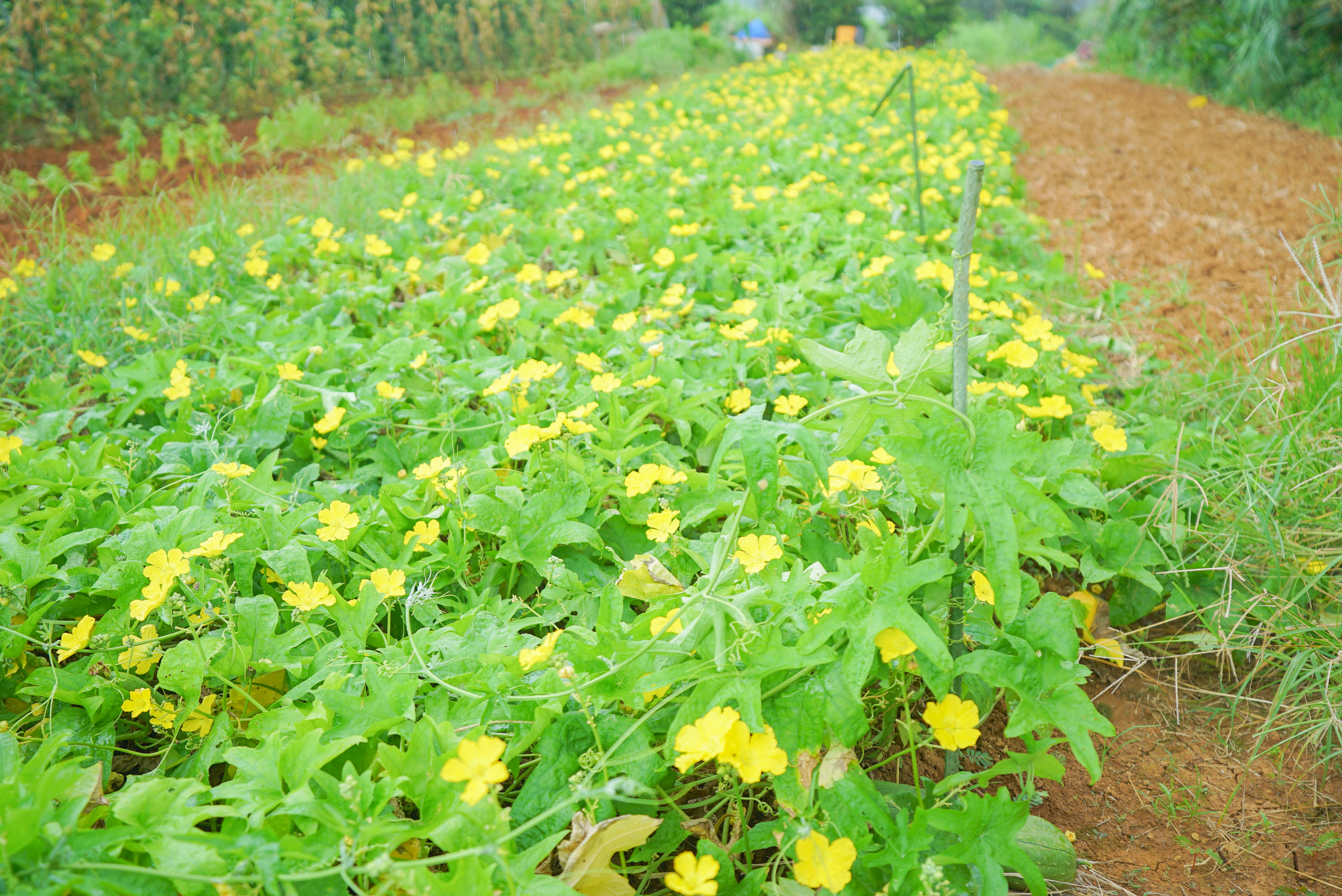 【奄美】旬の無農薬野菜を収穫＆採れたて野菜の朝ごはん
＜道具レンタル・朝ごはん込み＞ / 島で育てられた自慢の無農薬野菜