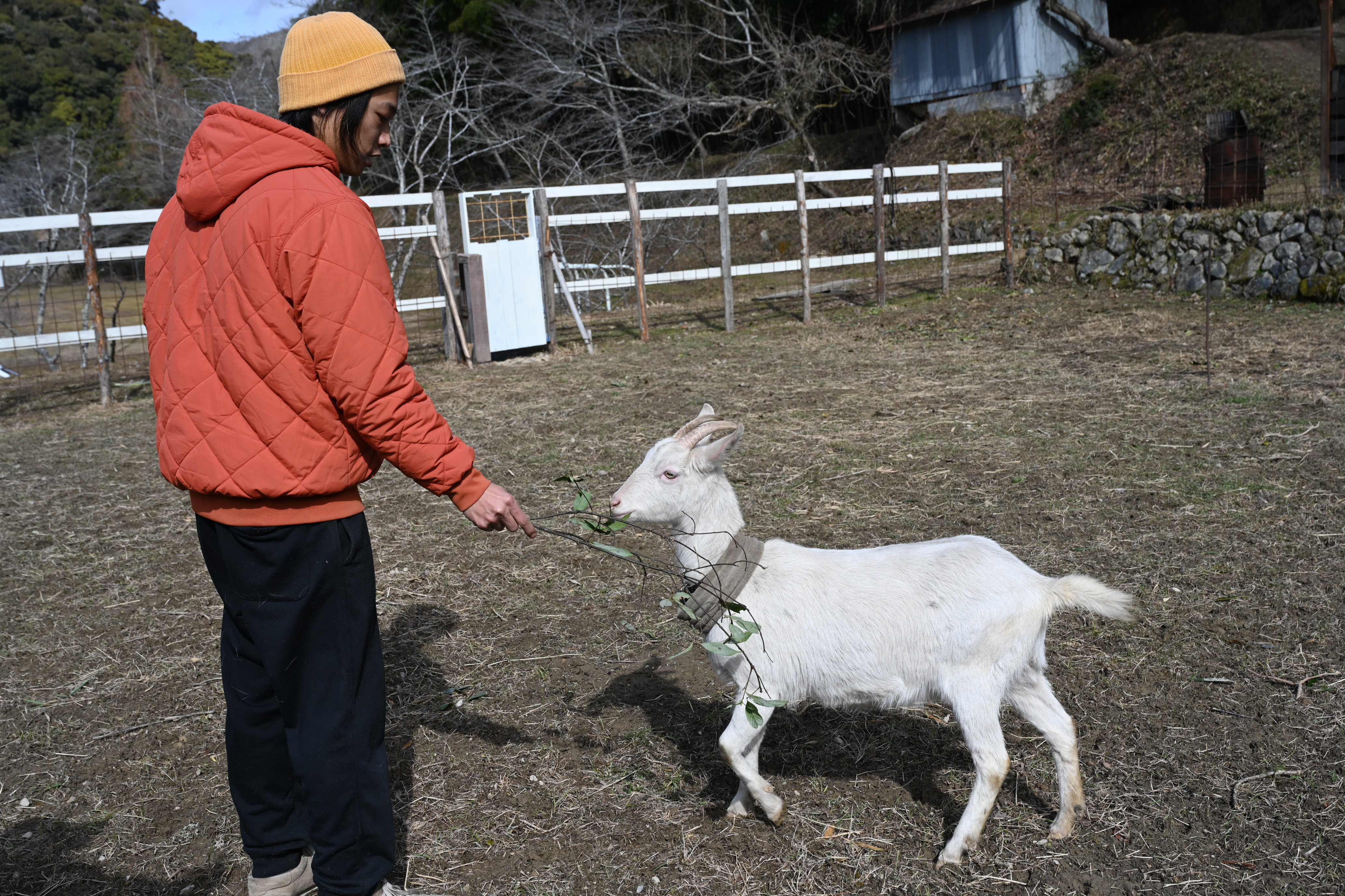 【動物好き必見】個性派ヤギとふれあい体験🐐人懐っこさ120％！笑顔あふれる癒しの時間 / ちょうだいアピール炸裂！個性派ヤギたちにエサやりチャレンジ