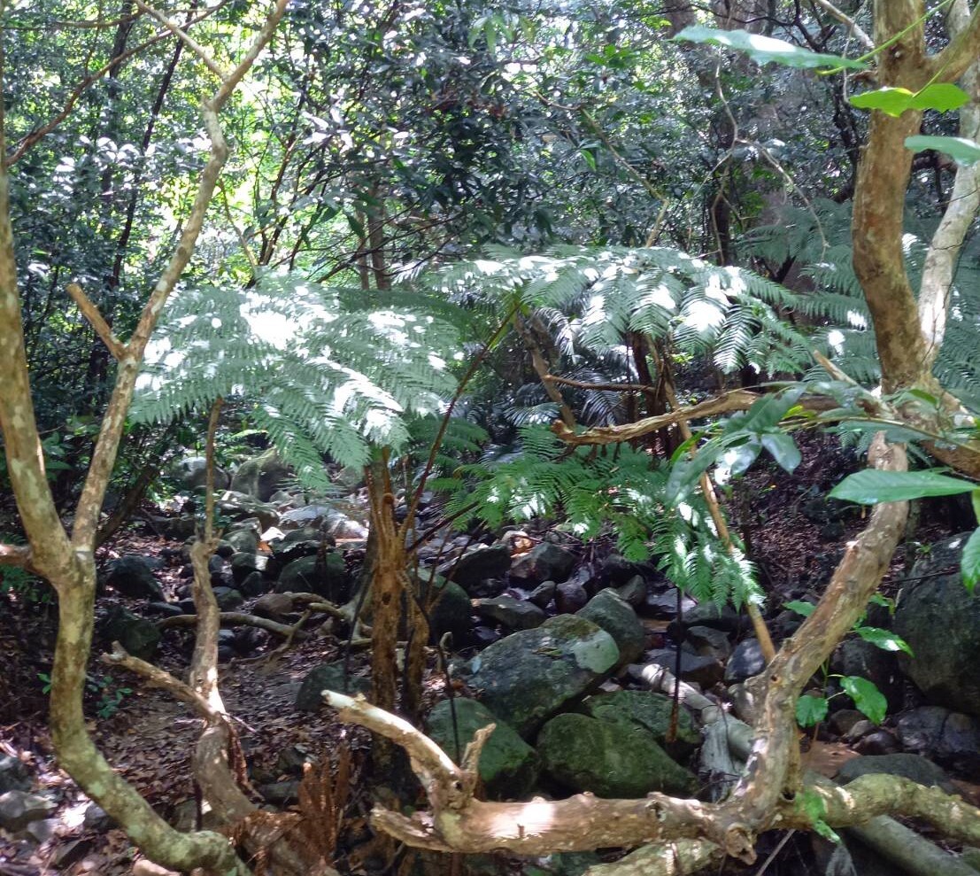 Ishigaki: savoring nature's gifts with all five senses, a delicious lunch and power spots / Touring spots where you can feel the power of nature