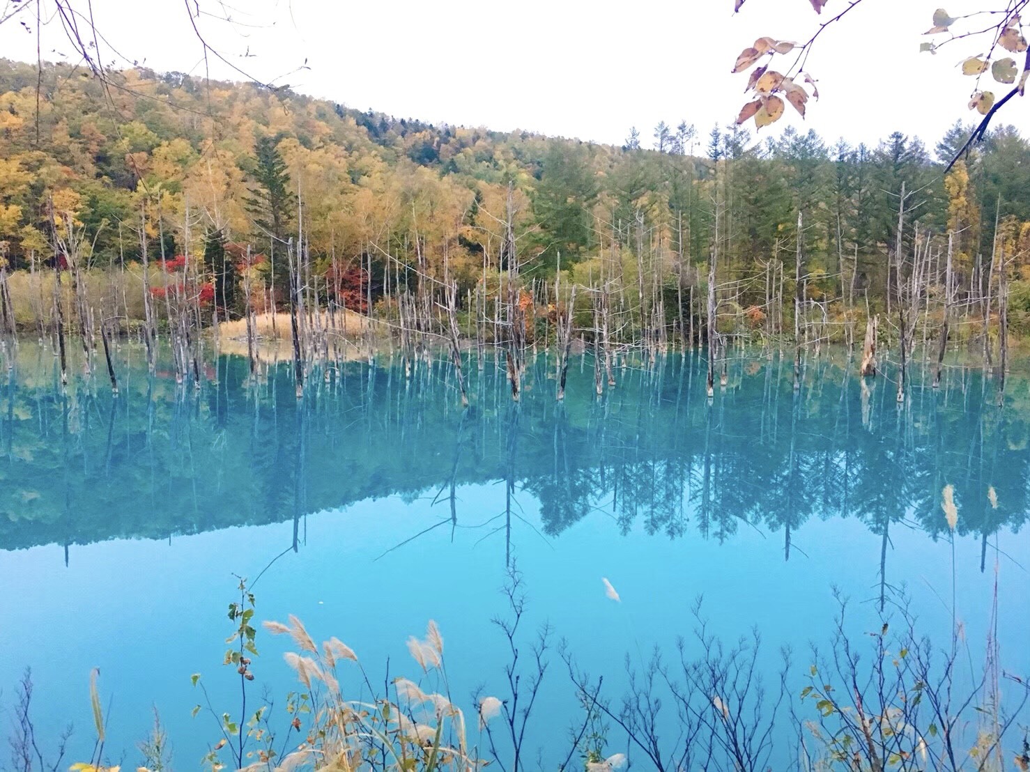 Furano and Biei: a tour of Hokkaido local food packed with flavor / Unwinding at the Blue Pond, one of Hokkaido's most photogenic spots