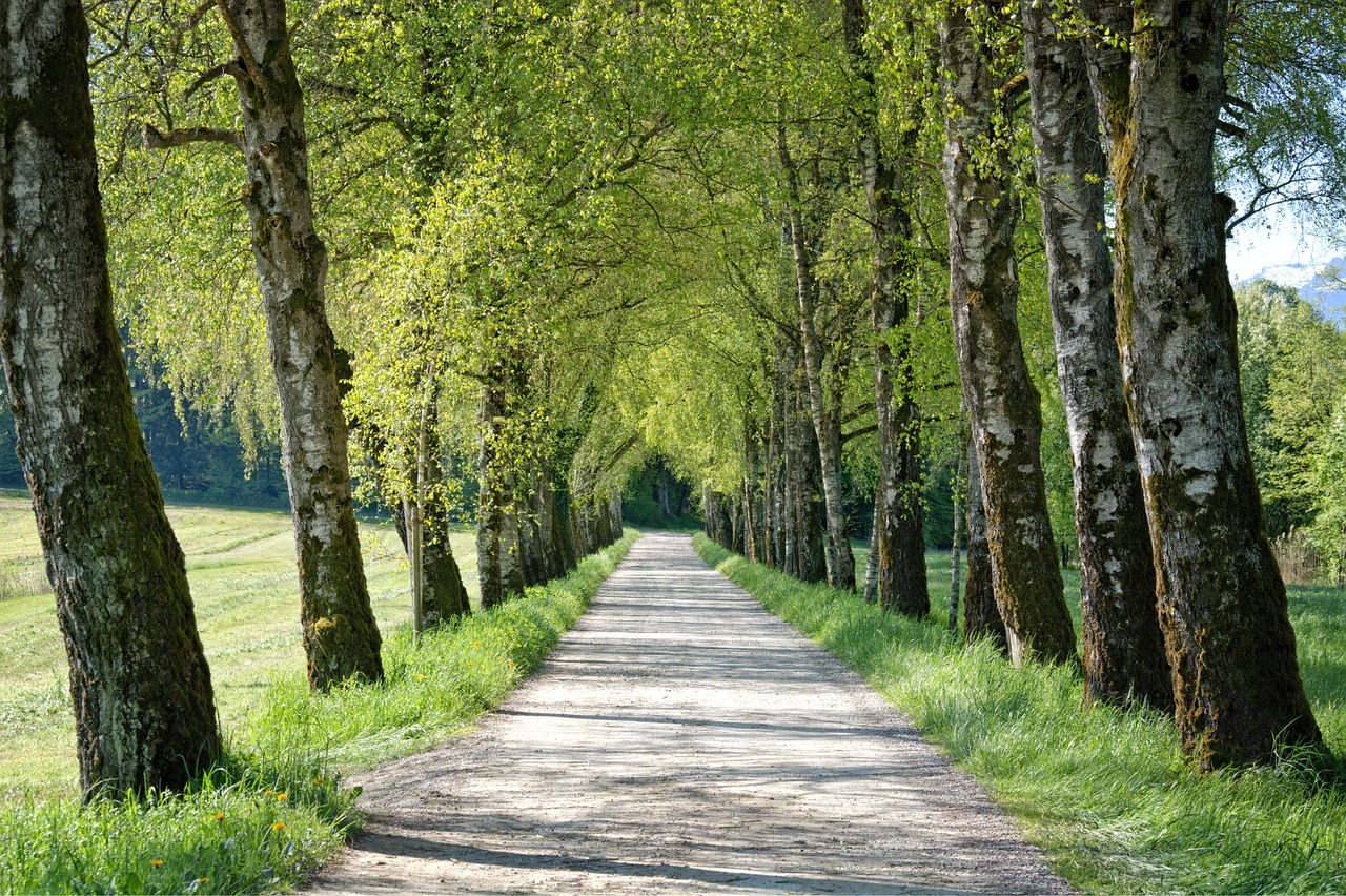 Exploring Tokachi's ranches and birch avenues