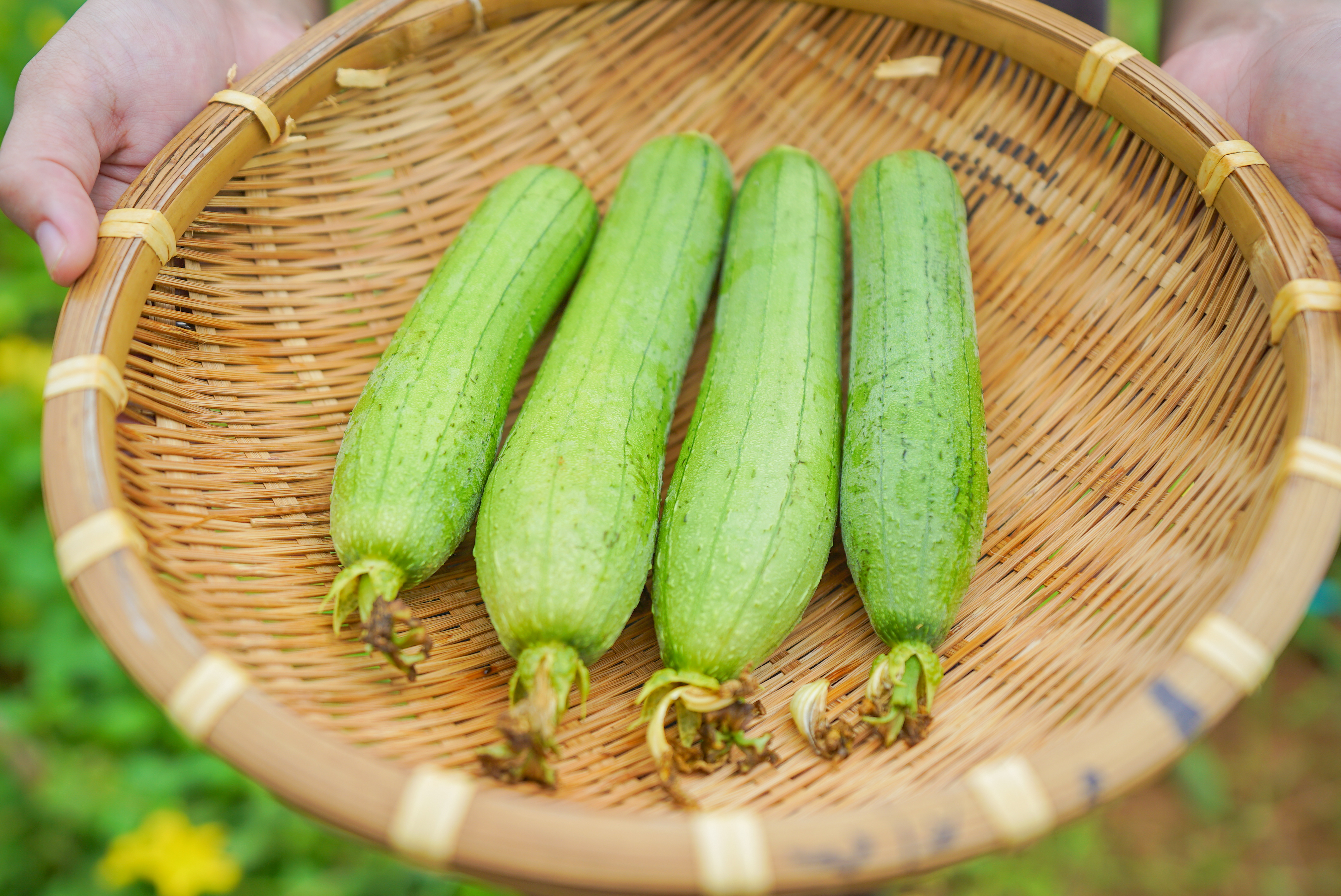【奄美】旬の無農薬野菜を収穫＆採れたて野菜の朝ごはん
＜道具レンタル・朝ごはん込み＞ / 島で育てられた自慢の無農薬野菜