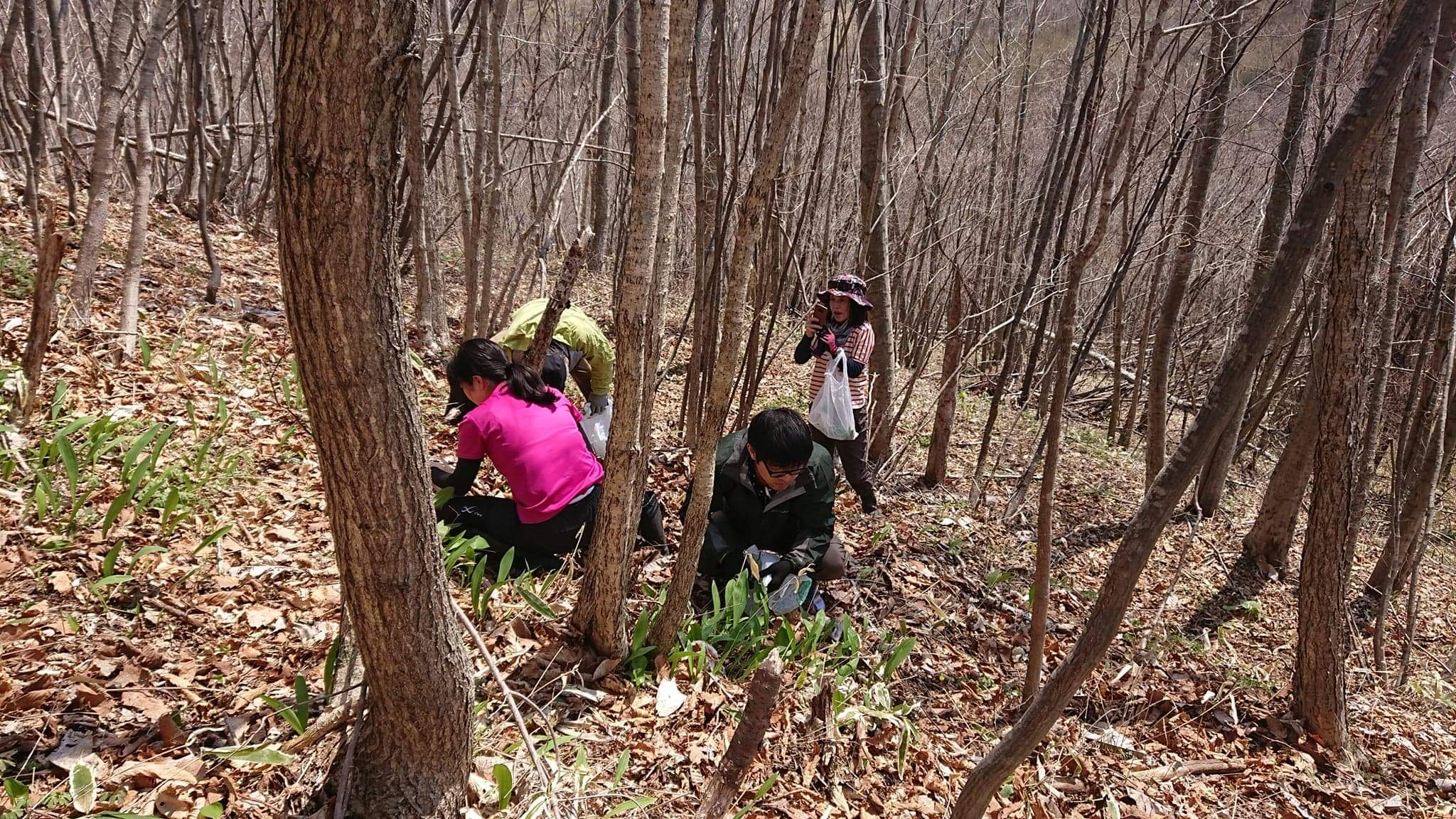 【札幌】北海道の大自然で山菜取り＆山菜入りジンギスカンを堪能する旅
＜昼食付き＞ / 安全で快適で
最高に楽しいハイキング